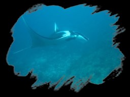 Freediving in the Similans, April 2009